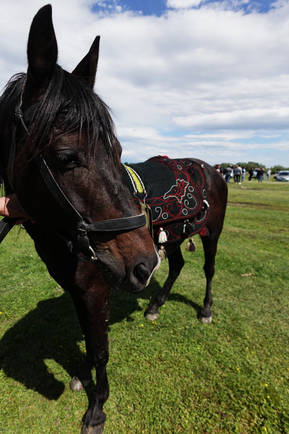 A black horse wearing a black felt Shabrak embroidered with red scrollwork
