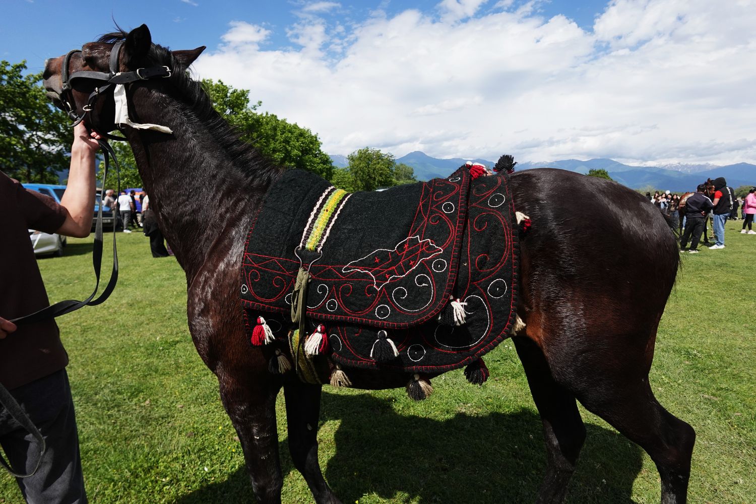 Black horse in profile with a dark embroidered Shabrak and tassels