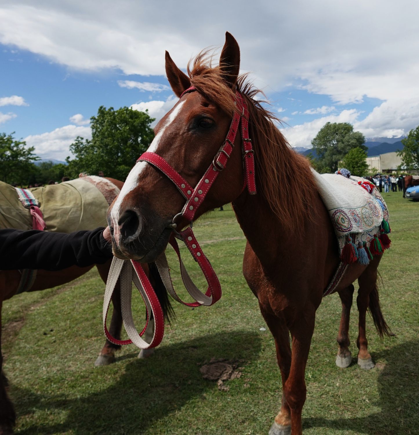 Chestnut horse in a red bridle wearing a cream felt Shabrak