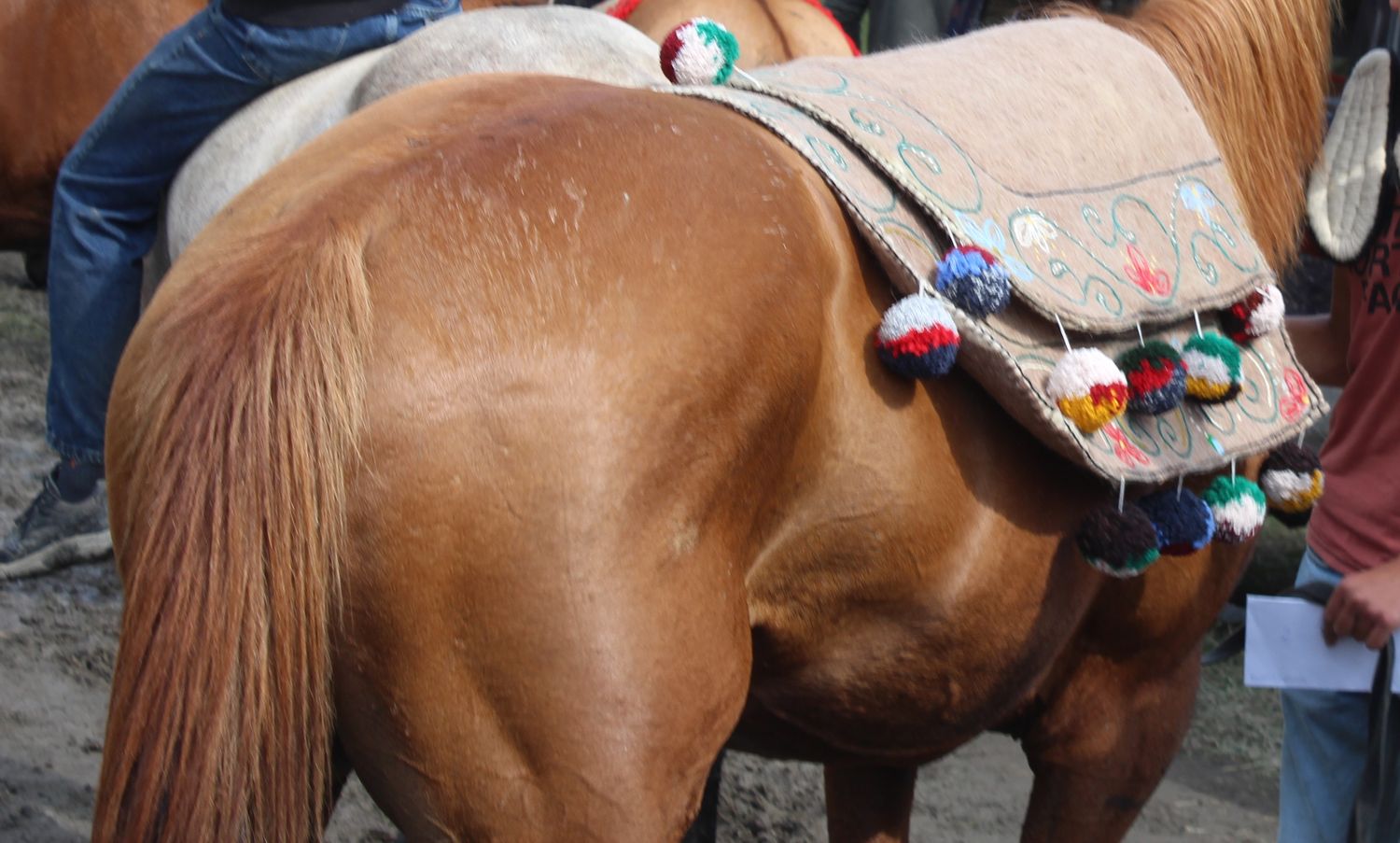 Embroidered Shabrak with pompoms on a chestnut horse