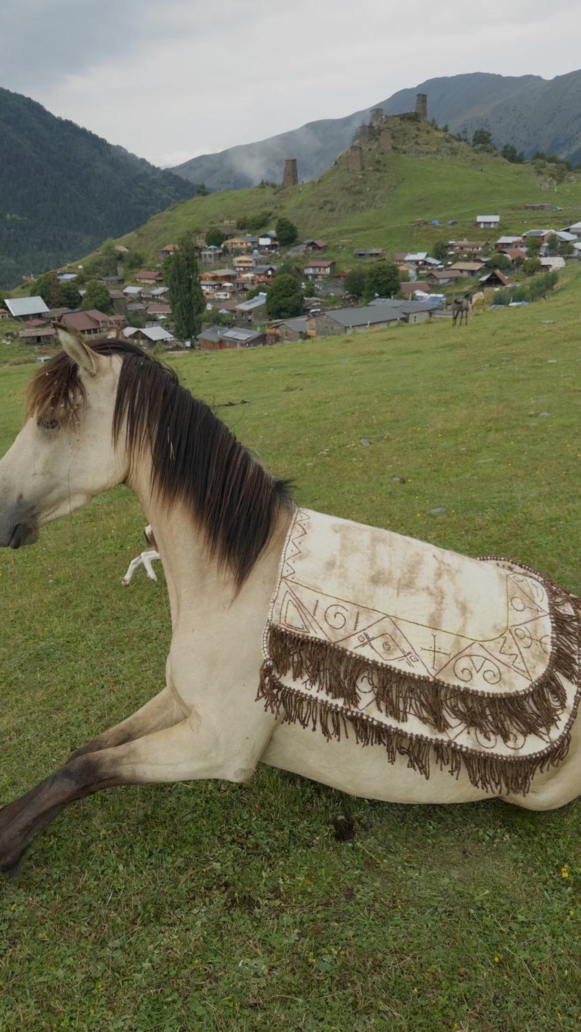 A pale horse resting in the Tusheti hills wearing an embroidered felt Shabrak with fringe